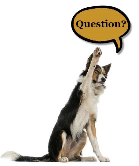 any questions dog