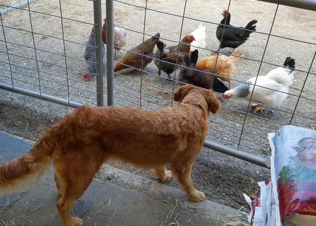Dogs watching chickens at the Dog & Pony Ranch