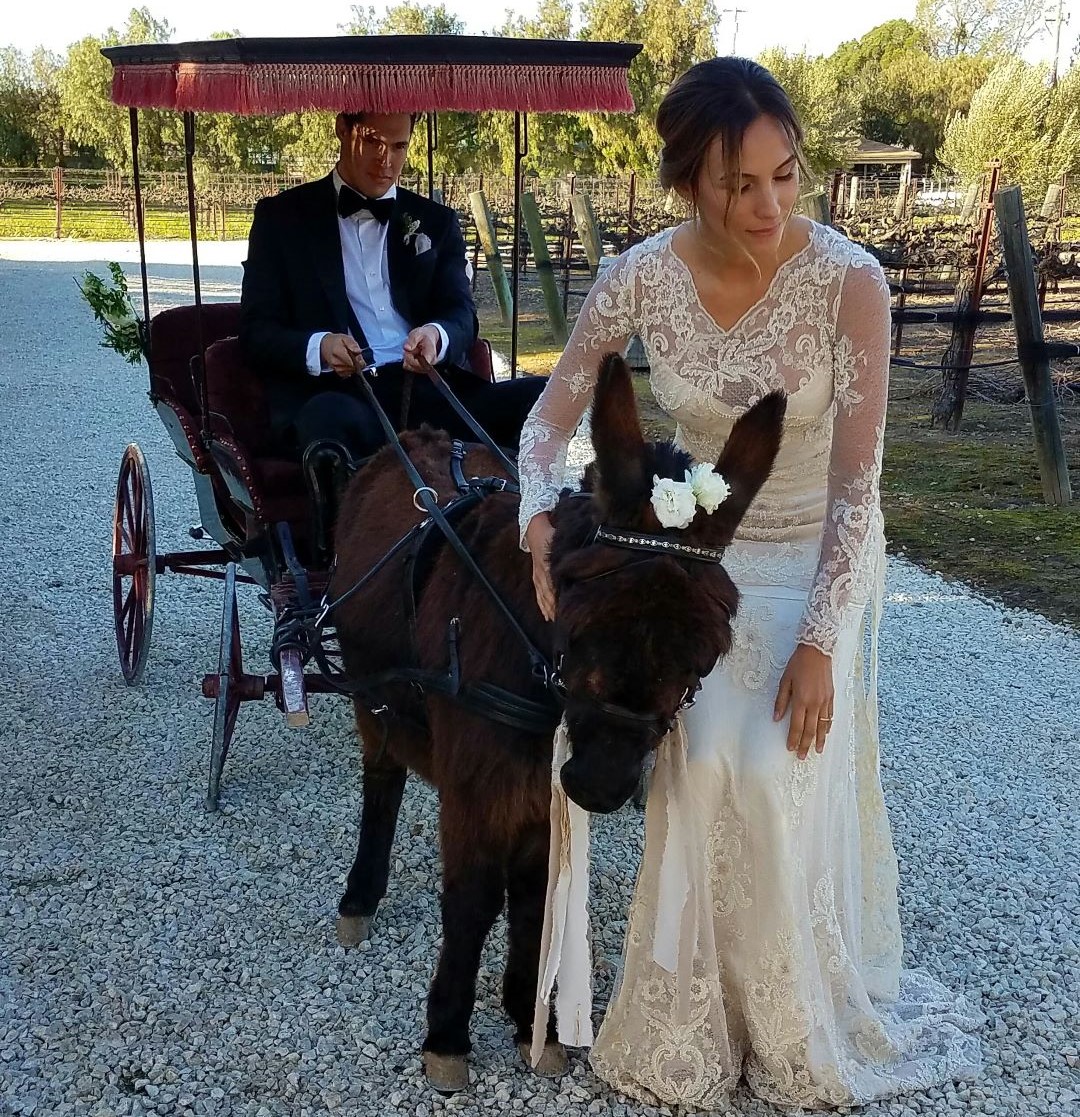 mini donkey pulling wedding cart