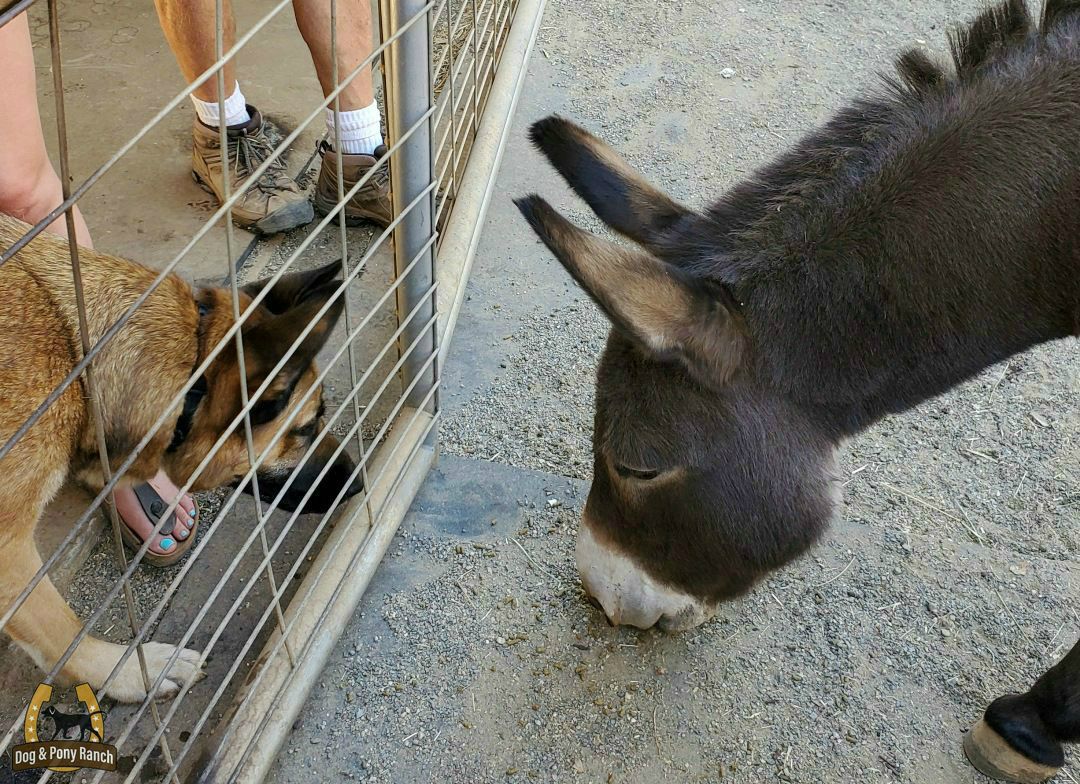 guest dog and mini donkey at the Dog and Pony Ranch