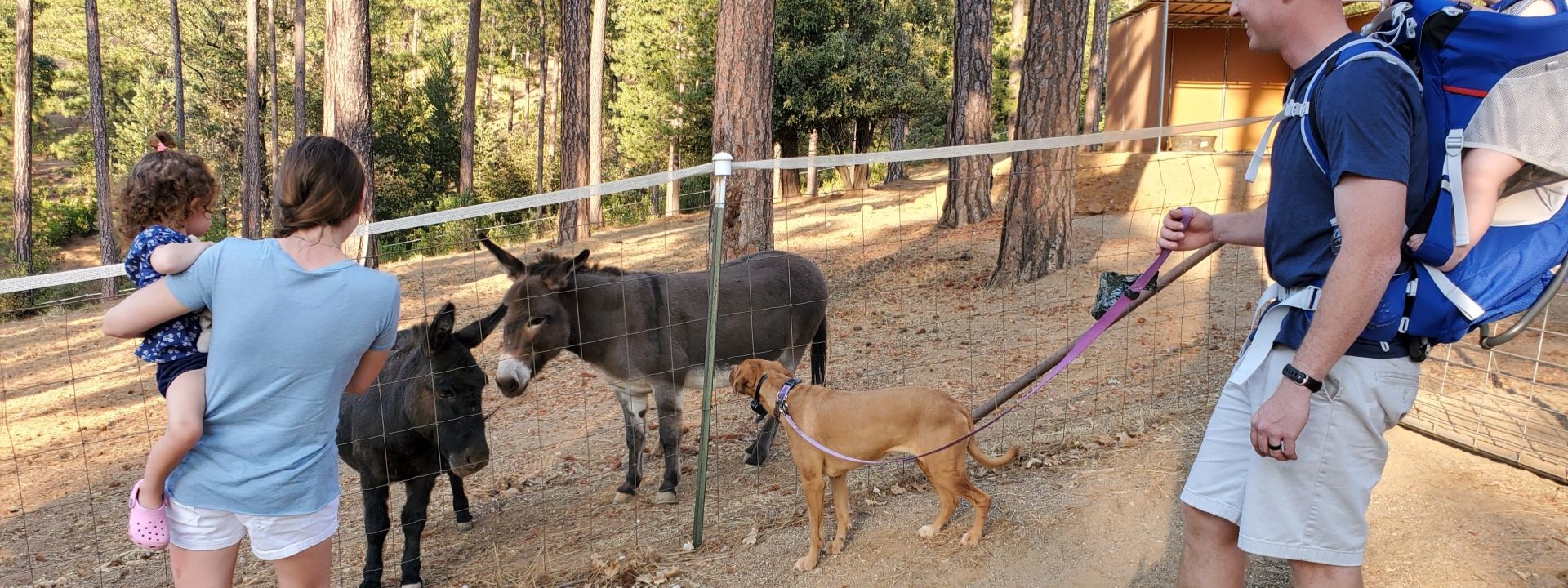 header photo of Dog and Pony Ranch