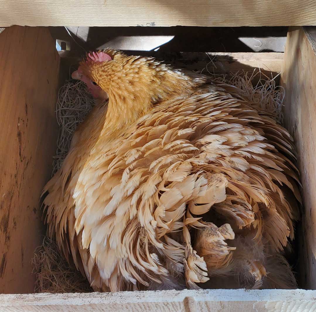 chicken broody feathers at the Dog and Pony Ranch