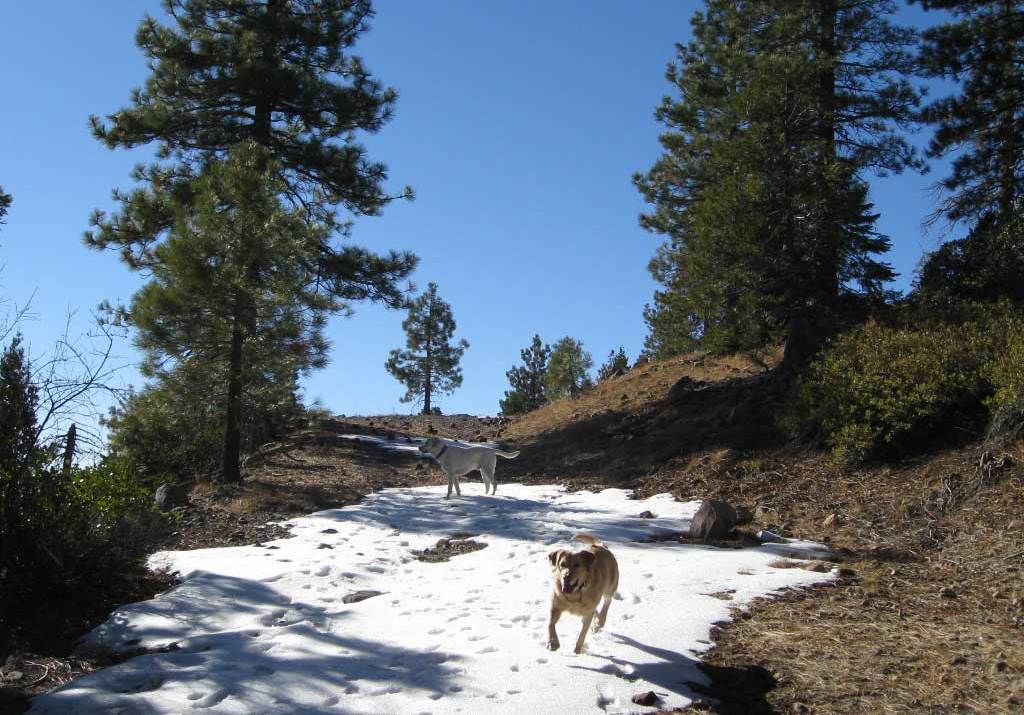 Hiking with dogs in Amador County snow