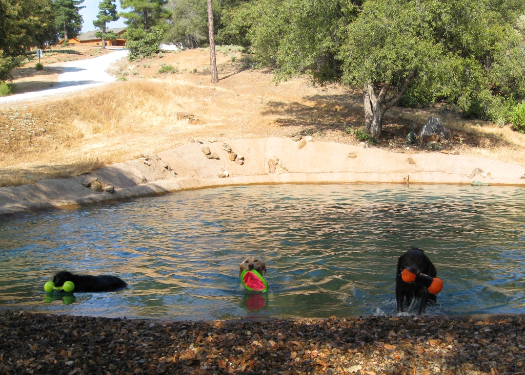Labradors enjoying the private swimming pond at Dog & Pony Ranch